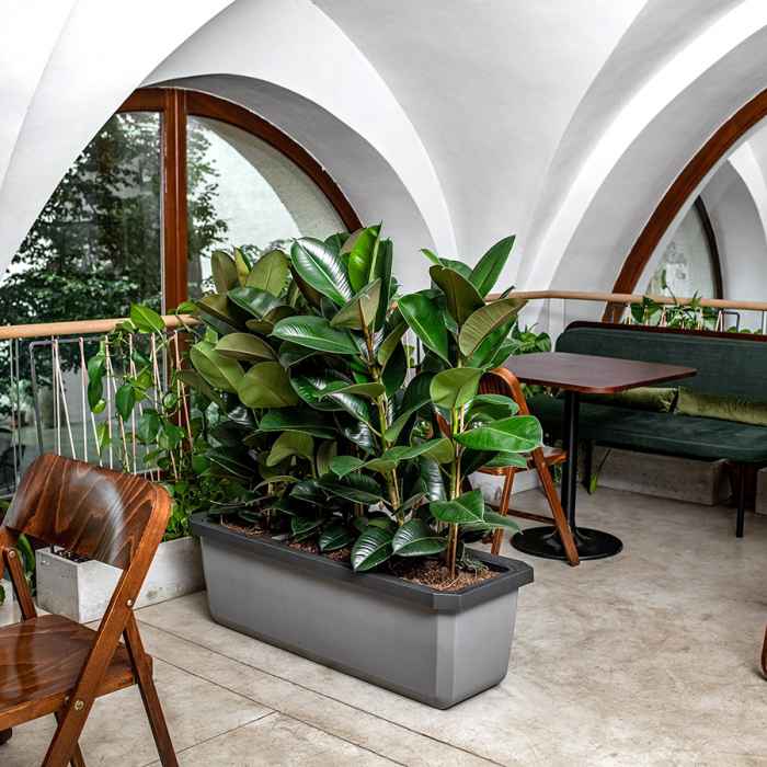 Голяма саксия с напоителна система Largo Trio за 3 самостоятелни растения-CBt9s.jpeg