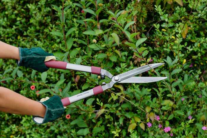 Кована ножица за жив плет-HZGv0.jpeg