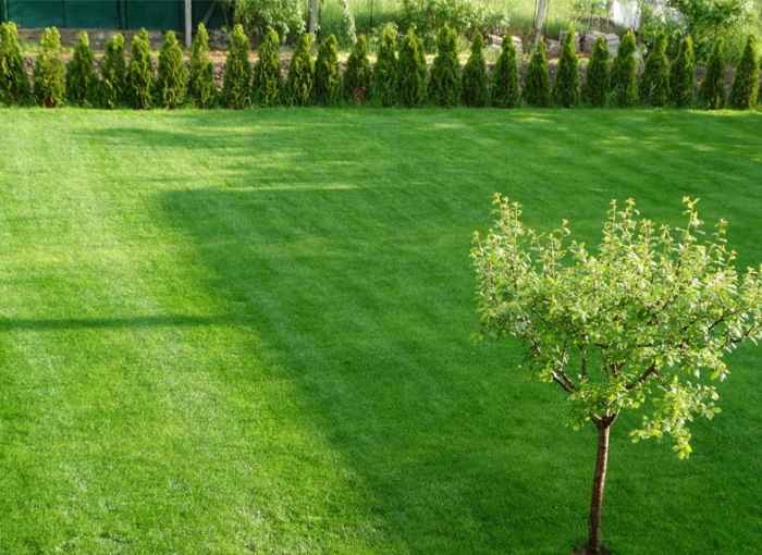 Френска тревна смеска за слънце и спортни терени CARNEAU-HcUvy.jpeg