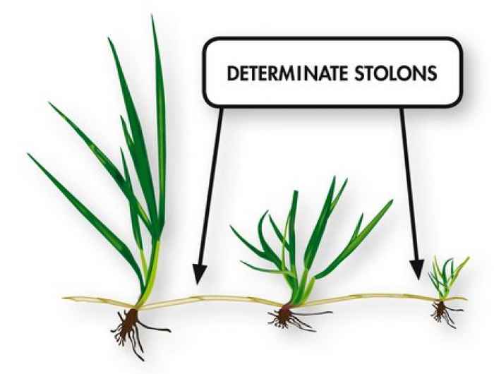 Тревна смеска Barenbrug RPR за спортни терени 15 kg.-IC7in.jpeg