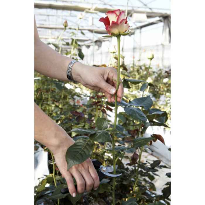 Универсална цветарска ножица Bellota-QwR4O.jpeg