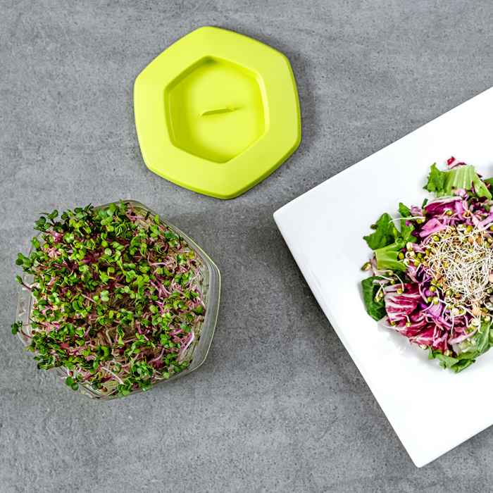 Съд за покълване на семена Mungo-Qxlpd.jpeg