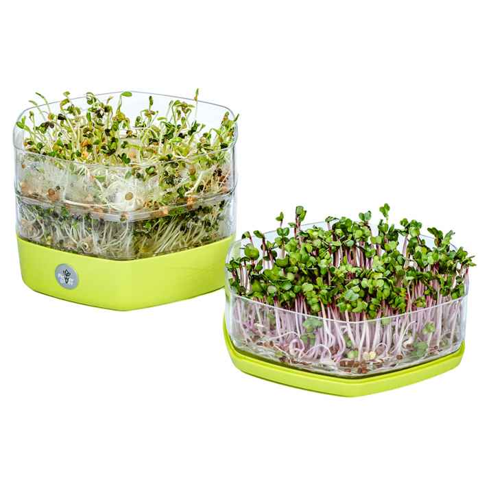 Съд за покълване на семена Mungo-RPztV.jpeg