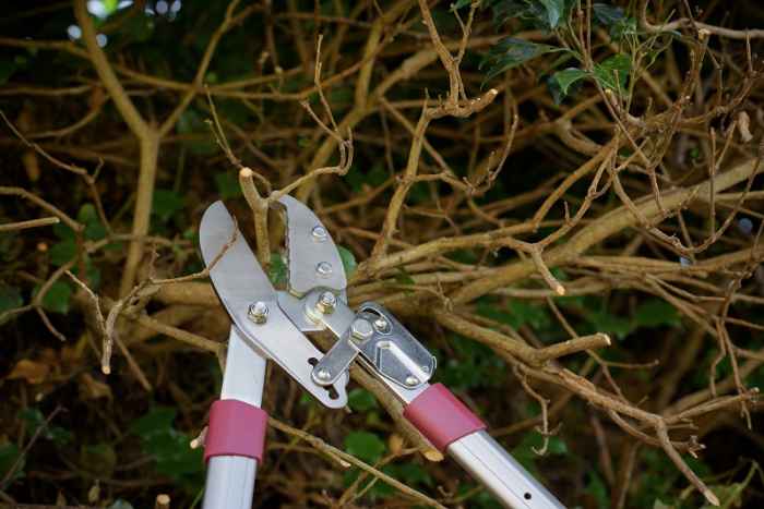 Телескопична ножица за клони Kent&Stowe-Ze2fa.jpeg