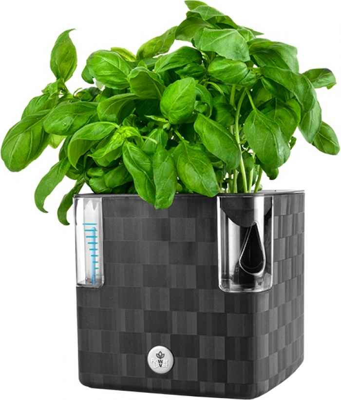 Саксия Cobble 14-aKwPz.jpeg