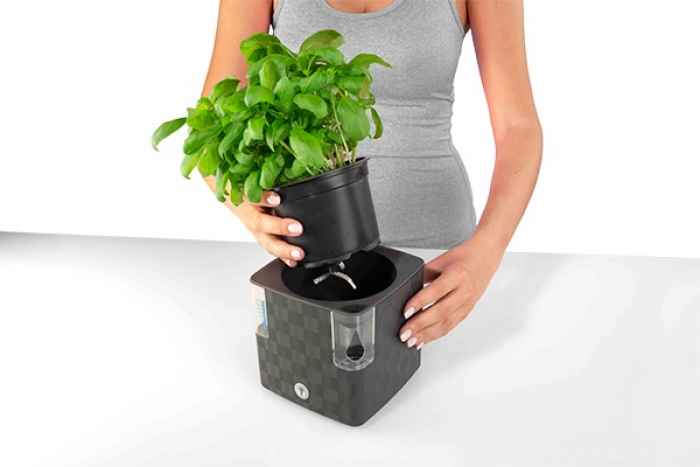 Саксия Cobble 14-alKA5.jpeg