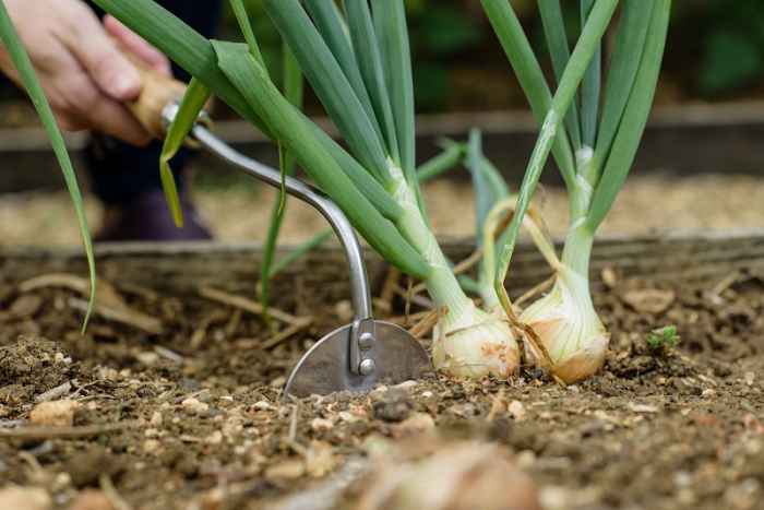 Градинска ръчна мотичка Kent&Stowe-bSzFq.jpeg