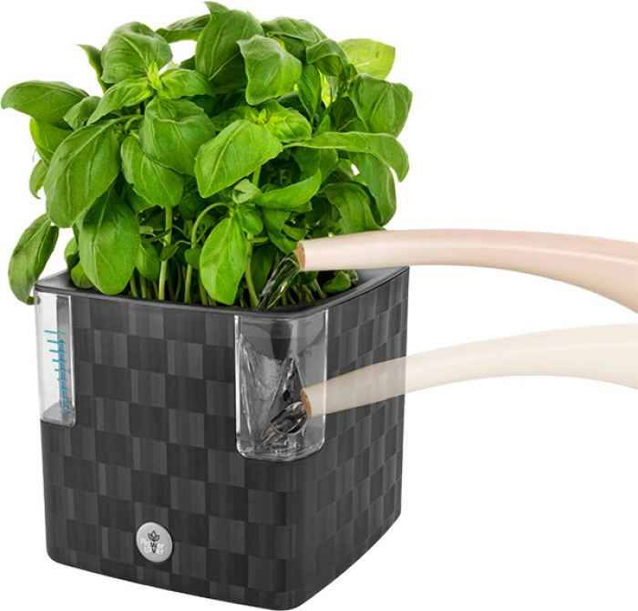 Саксия Cobble 14-klBmQ.jpeg