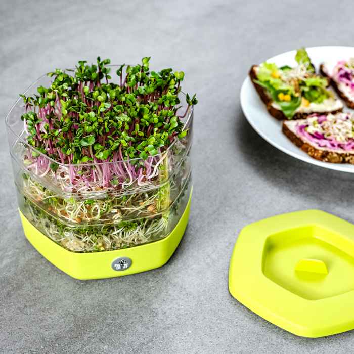 Съд за покълване на семена Mungo-l7gJQ.jpeg