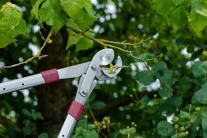 Телескопична ножица за клони Kent&Stowe-n1Aev.jpeg