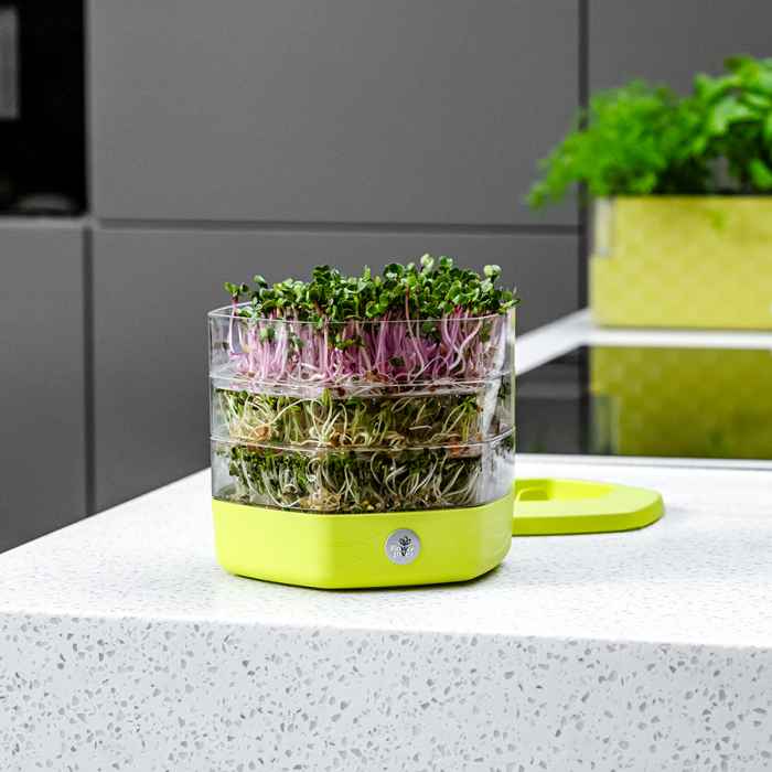 Съд за покълване на семена Mungo-oVFgP.jpeg