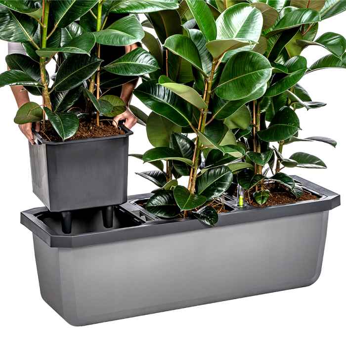 Голяма саксия с напоителна система Largo Trio за 3 самостоятелни растения-qfucd.jpeg