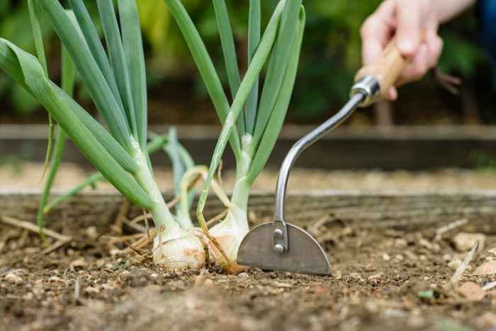 Градинска ръчна мотичка Kent&Stowe-xR4Io.jpeg